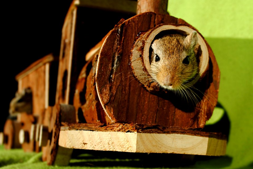 Brown Squirrel Inside Of Brown Wooden Train Miniature