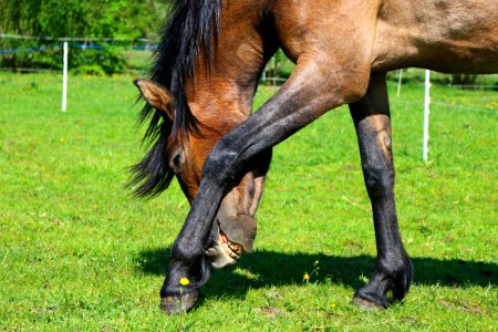 Brown And Black Horse On Green Grass Field photo