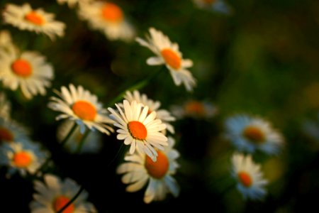 Close Up Photography Of Daisies photo
