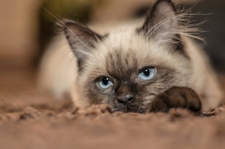 Focus Photography Of Siamese Cat photo