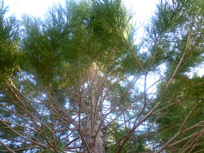 Sky Twig Natural Material Terrestrial Plant