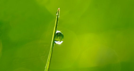 Macro Photography Of Droplet On Green Leaf During Daytime photo