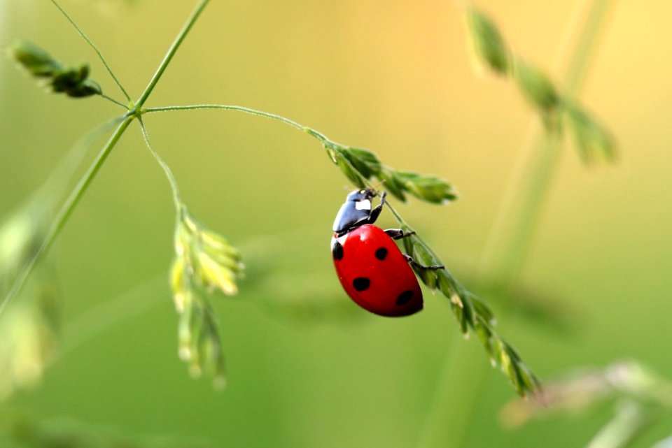 Close Up Photo Of Ladybug On Leaf During Daytime