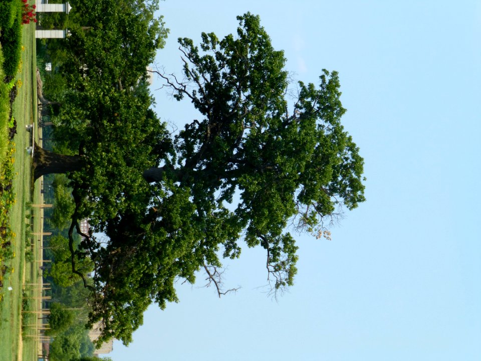 Plant Sky Tree Natural Landscape