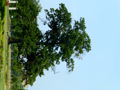 Plant Sky Tree Natural Landscape