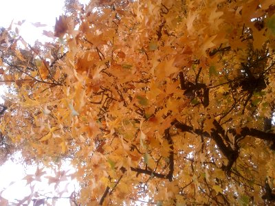 2011-11-2320154109