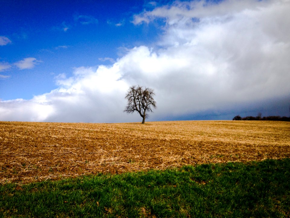Tree On An Acre