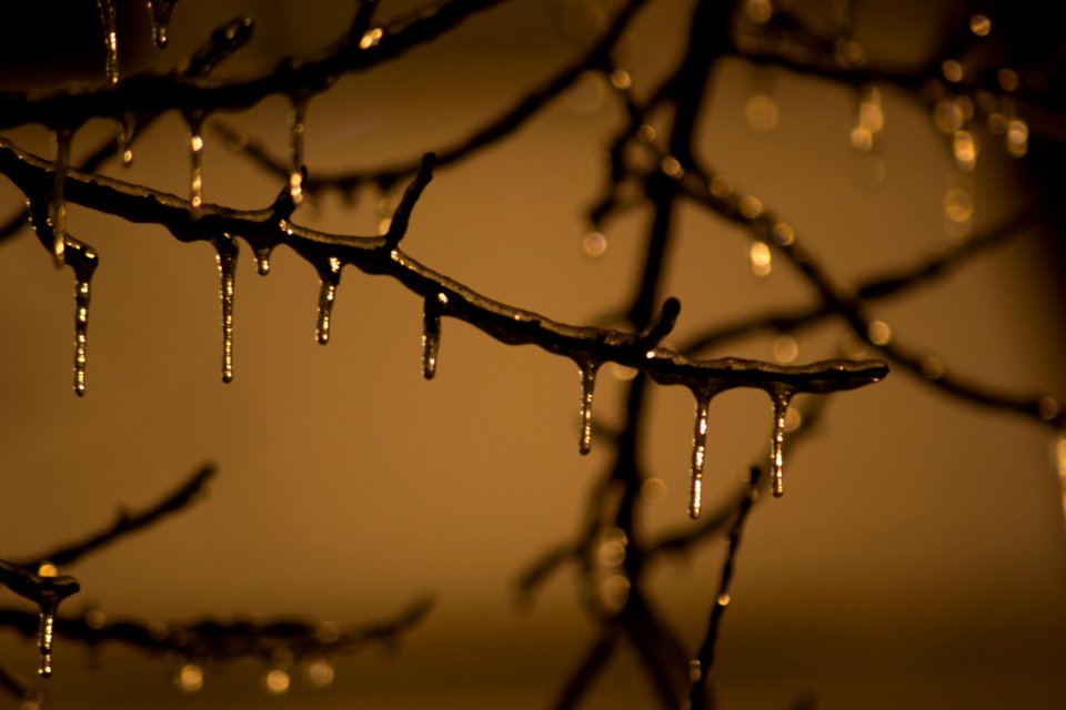 Tree Branch Frozen On Winter Night