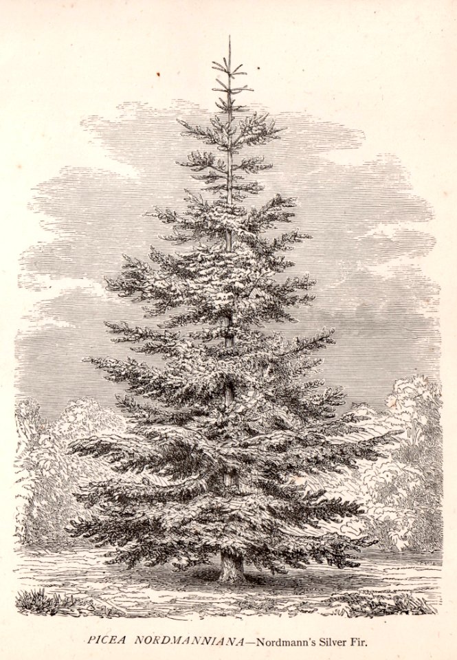 Picea Normanniana