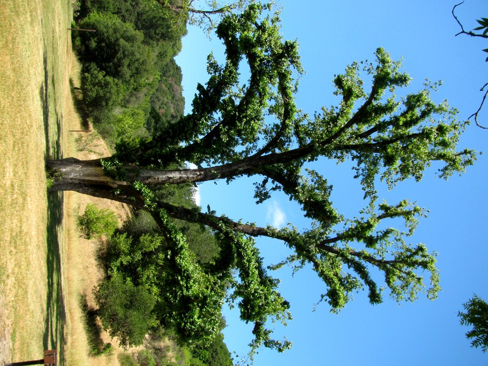 Img0551