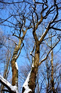 Snowy Tree