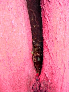 Arbre  LEstaque