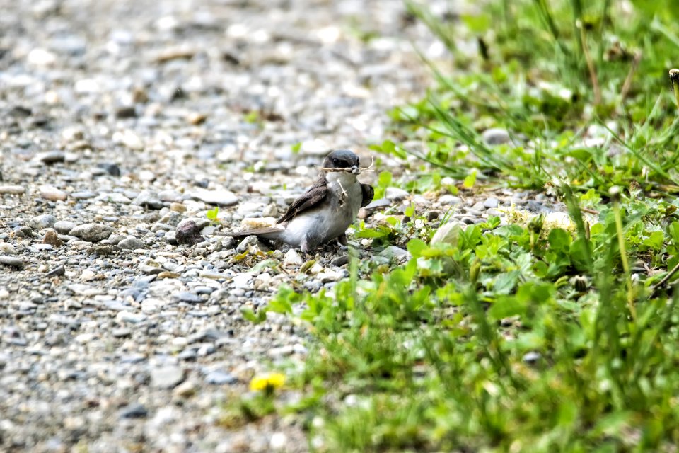 Oiseau (Hirondelle Bicolore) 202