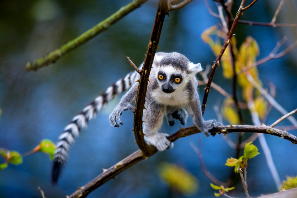 Ring-Tailed Lemur Baby