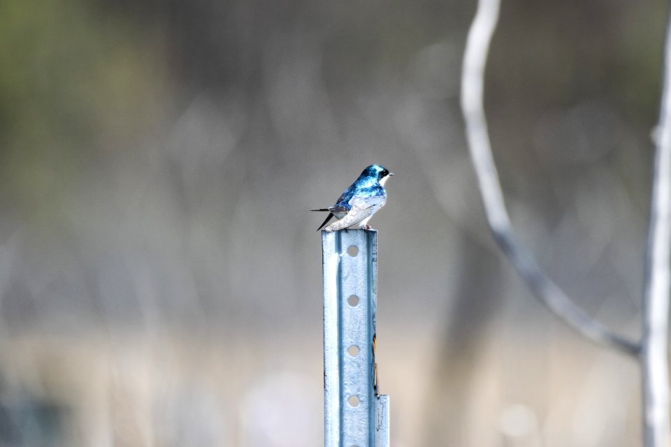 Oiseau (Hirondelle Bicolore) 163