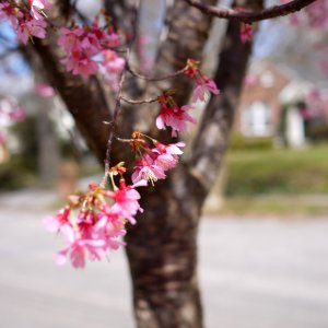 Spring Blossoms