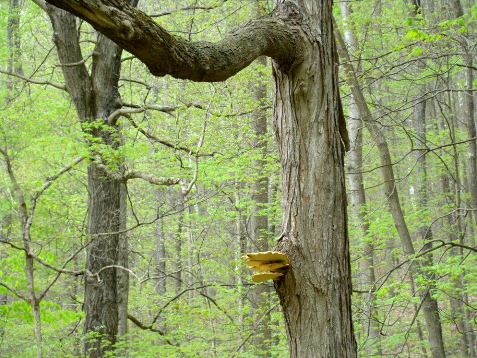 Boch Hollow State Nature Preserve