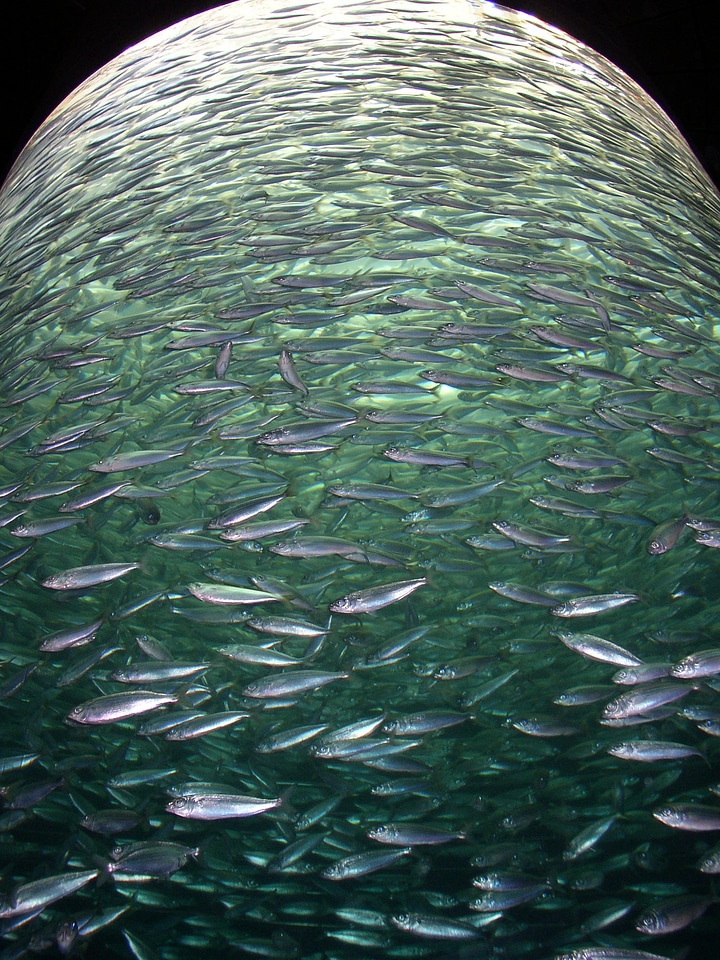 Multitude mackerel marine