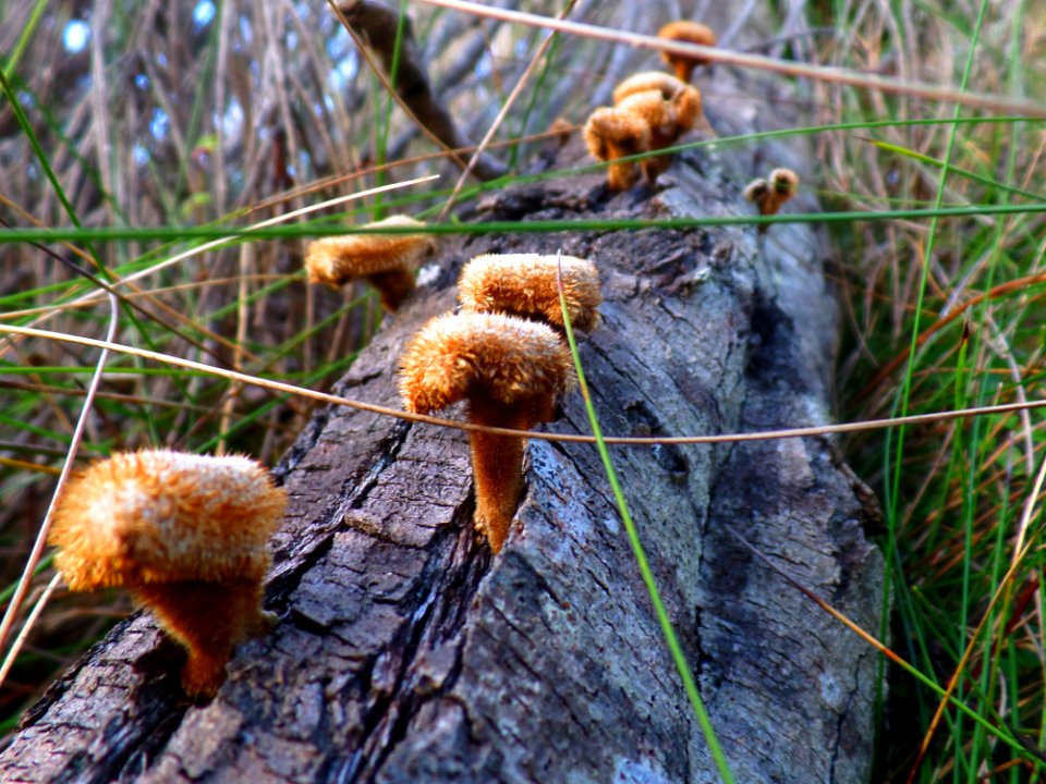 Toadstool Stairway