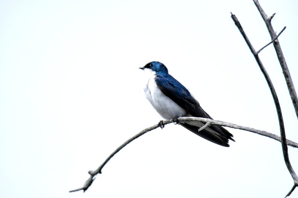 Oiseau (Hirondelle Bicolore) 192