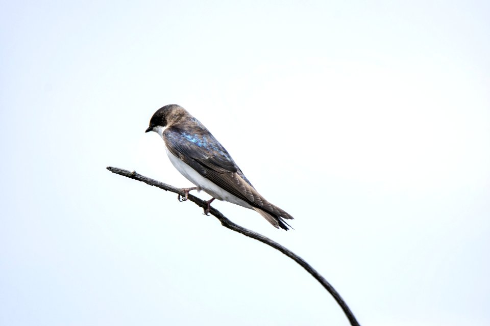 Oiseau (Hirondelle Bicolore) 188