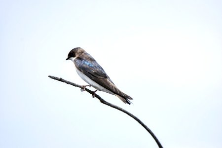Oiseau (Hirondelle Bicolore) 188 photo