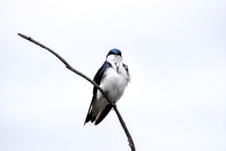 Oiseau (Hirondelle Bicolore) 170 photo