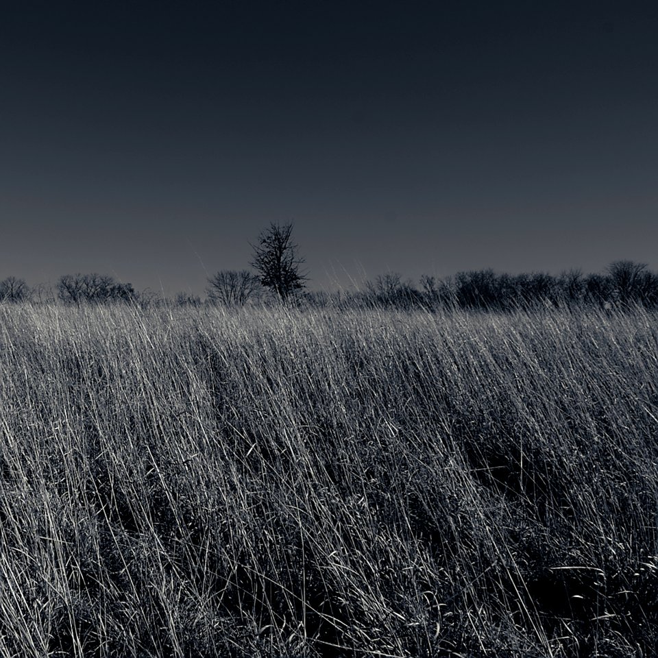 Tree In A Sea Of Grass