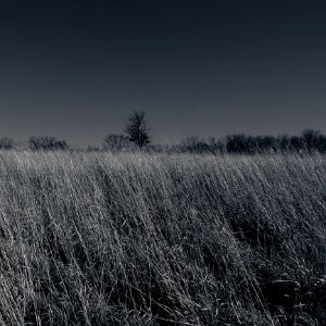 Tree In A Sea Of Grass