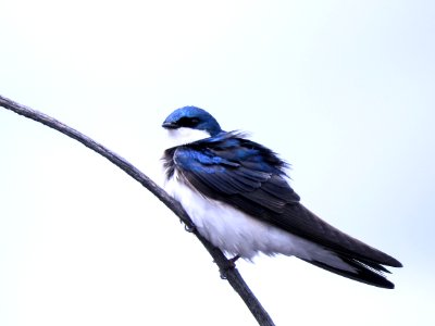 Oiseau (Hirondelle Bicolore) 179 photo