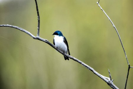 Oiseau (Hirondelle Bicolore) 175 photo