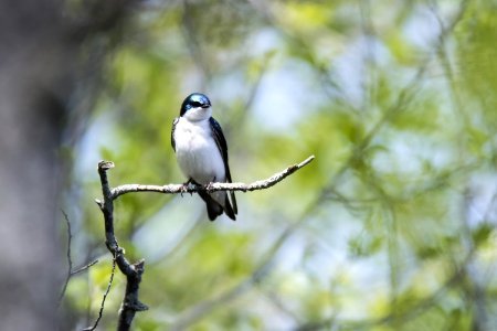 Oiseau (Hirondelle Bicolore) 200 photo