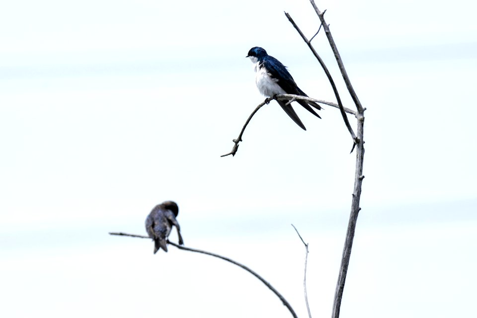 Oiseau (Hirondelle Bicolore) 195