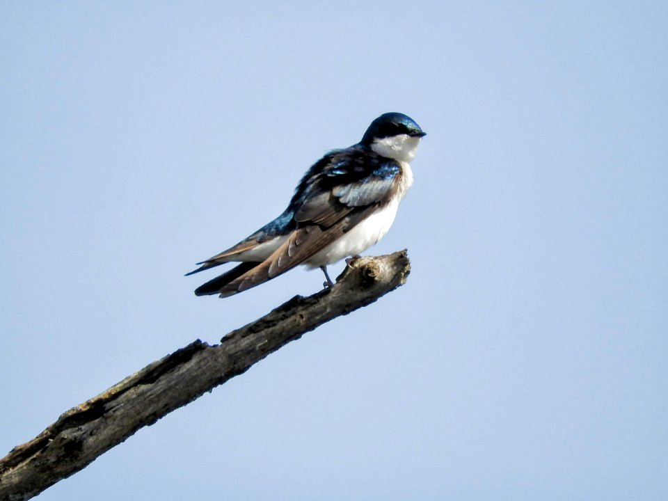 Oiseau (Hirondelle Bicolore) 165