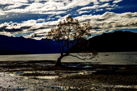 The Most Photographed Tree In New Zealand