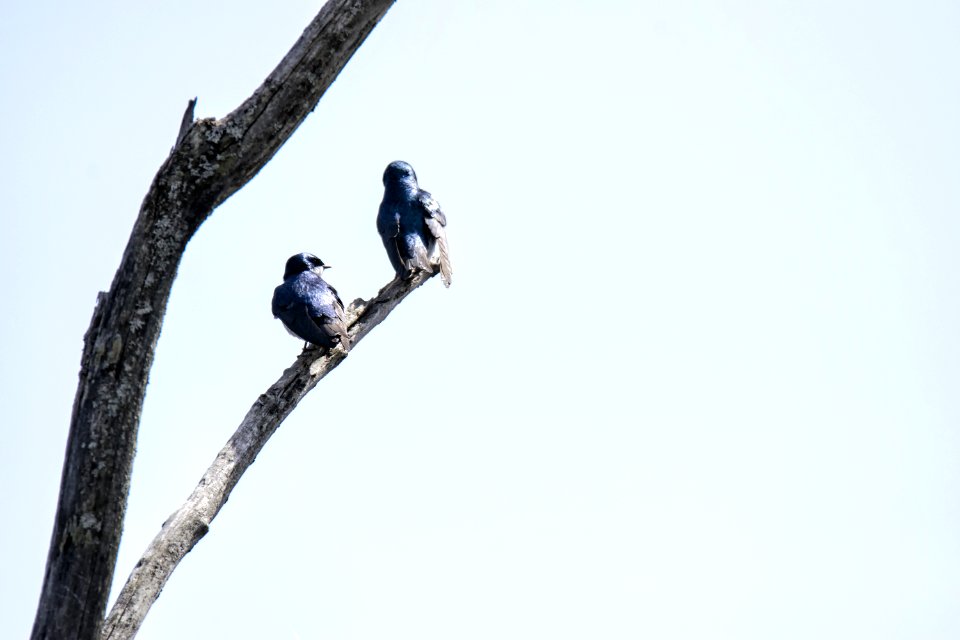 Oiseau (Hirondelle Bicolore) 160