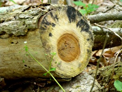 Boch Hollow State Nature Preserve