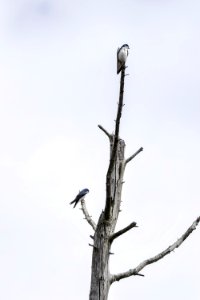 Oiseau (Hirondelle Bicolore) 176 photo