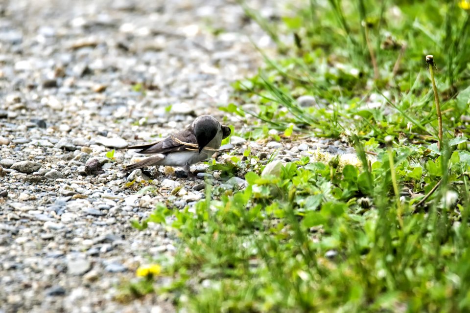 Oiseau (Hirondelle Bicolore) 201