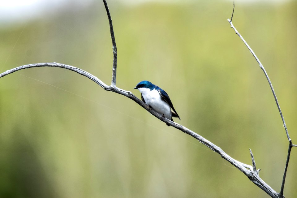 Oiseau (Hirondelle Bicolore) 174