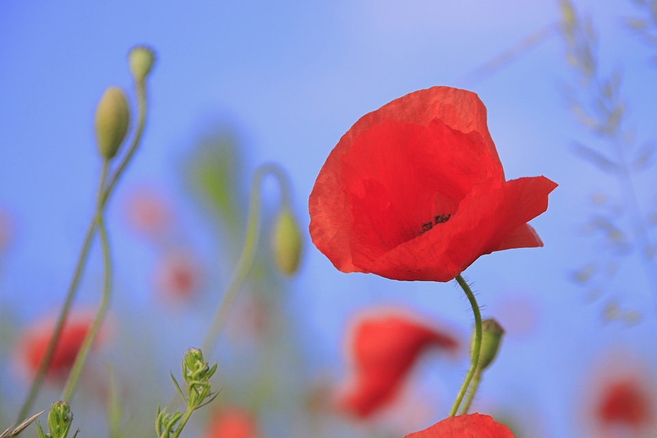 Field summer flower