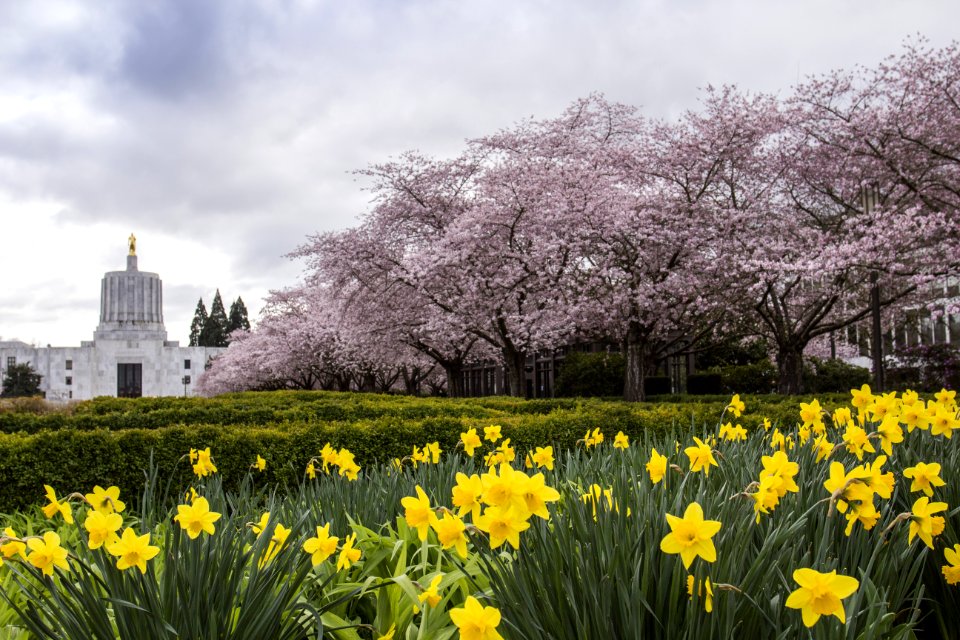 Cherry Blossoms And Daffodils Salem Oregon
