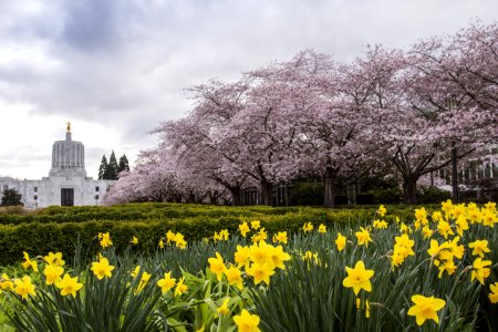 Cherry Blossoms And Daffodils Salem Oregon