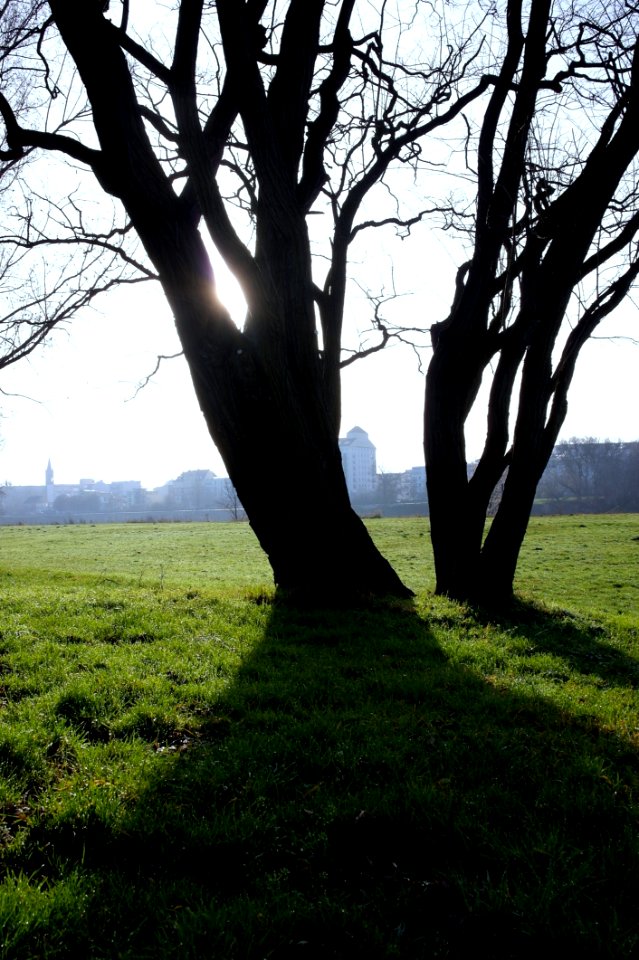 Treelights
