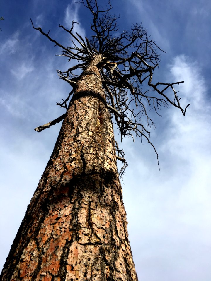 201736579 King Of The Ponderosa Pines