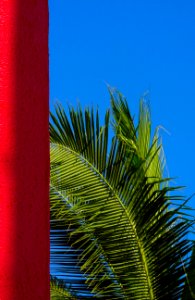 Palm Tree Red Blue Grenn