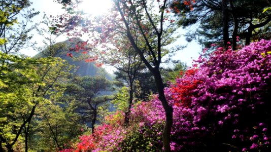 Flower Sky Plant Plant Community