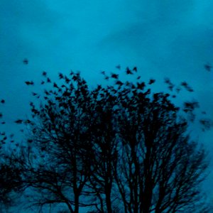 Bird Sky Blue Tree