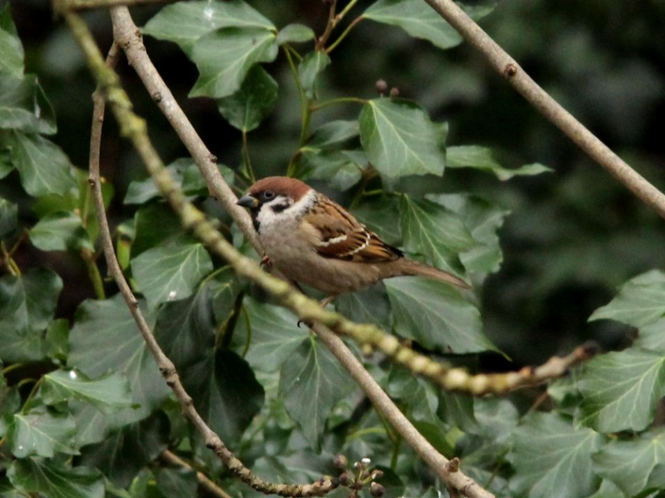 Tree Sparrow
