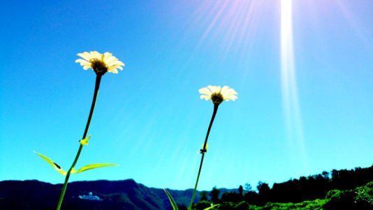 Flower Sky Plant Green photo